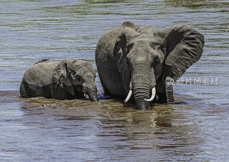 非洲丛林象(Loxodonta africana)，也被称为非洲草原象。肯尼亚马赛马拉国家保护区。在马拉河洗澡喝酒。